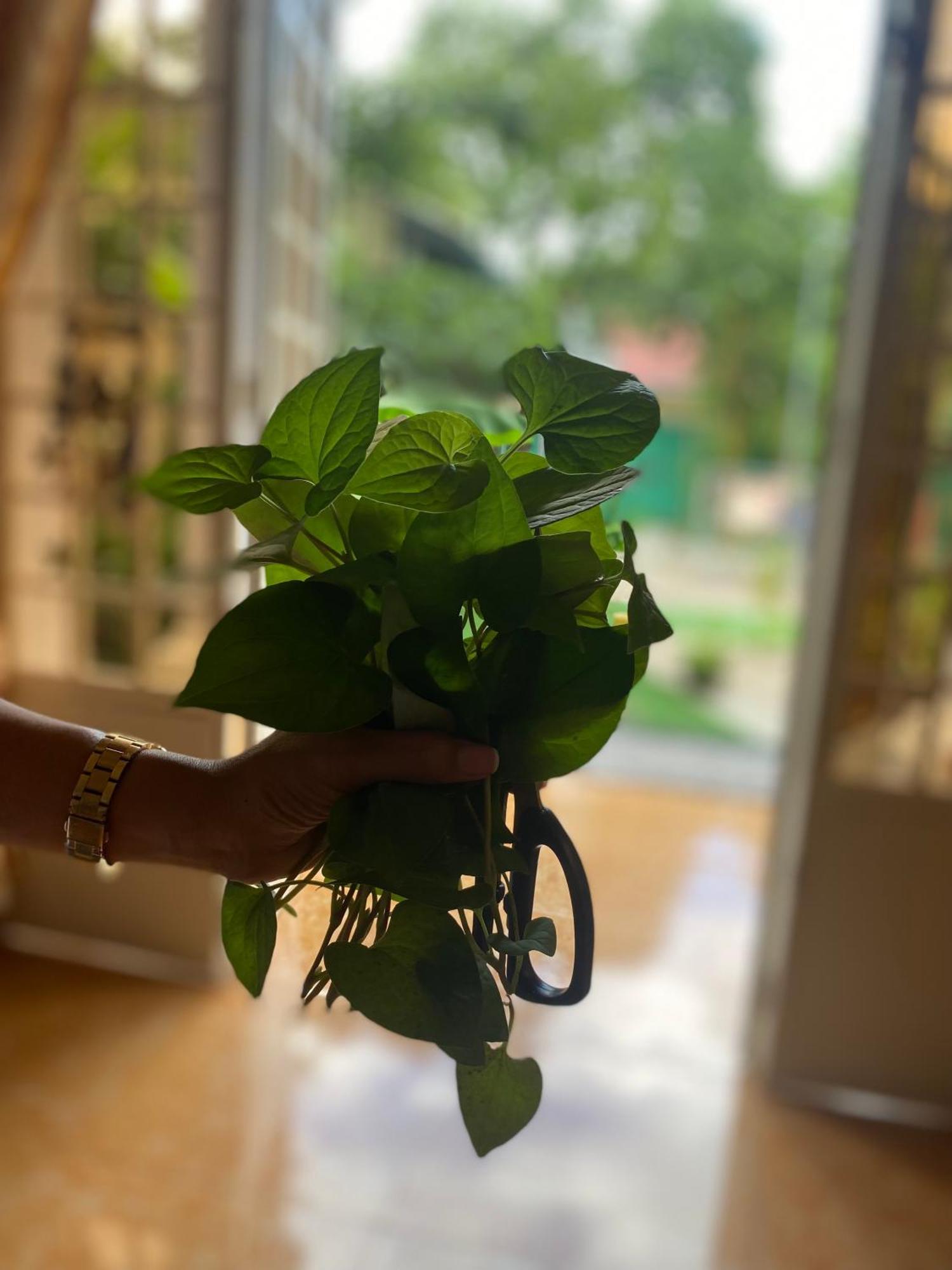 Bloom Garden Bed & Breakfast Сиемрип Экстерьер фото